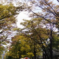 紅葉の季節じゃないのですか