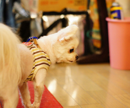 コロンがお兄ちゃんに!?